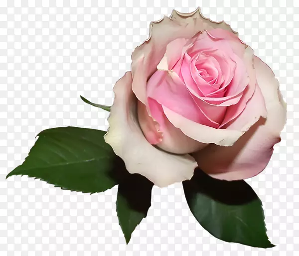 香石竹玫瑰花桌面壁纸-软