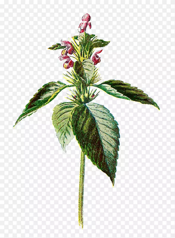 普通荨麻花植物学插图-植物学
