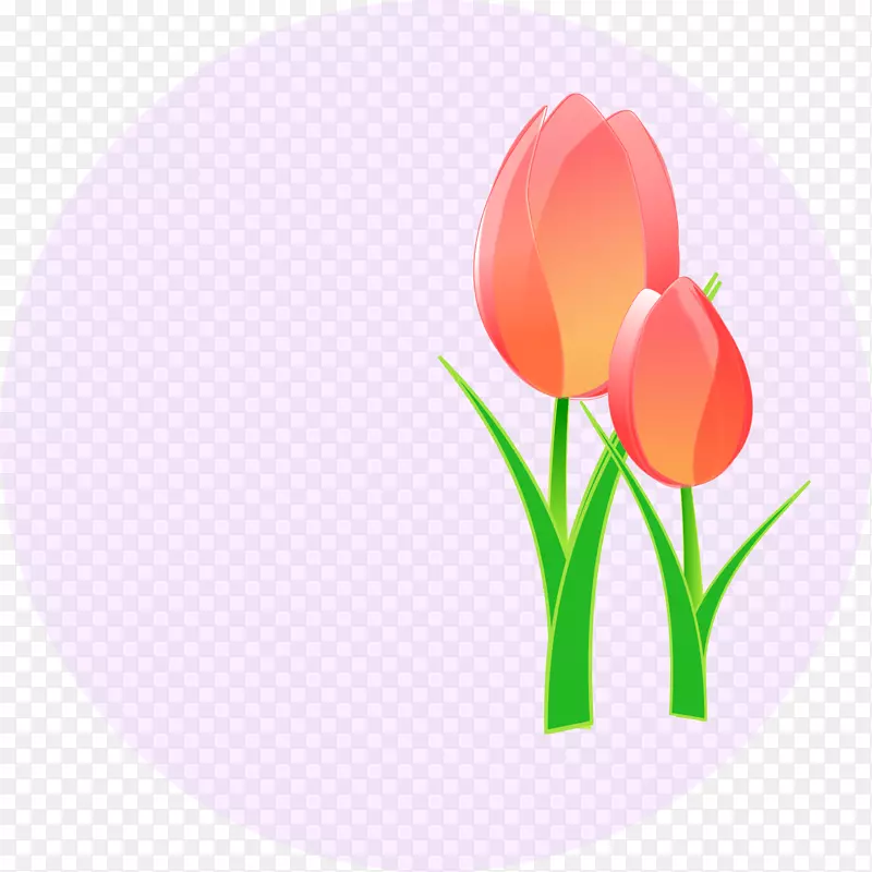 郁金香花夹艺术-郁金香
