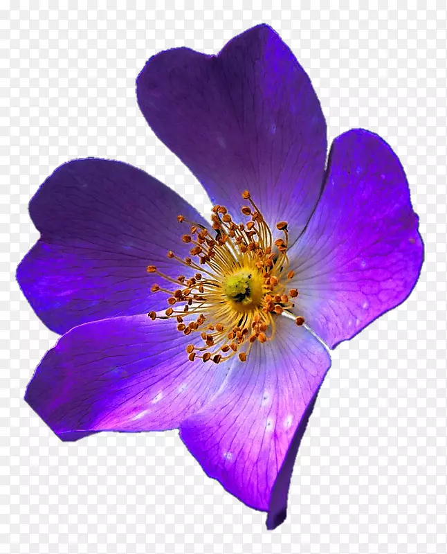 紫紫丁香薰衣草花-海葵酮