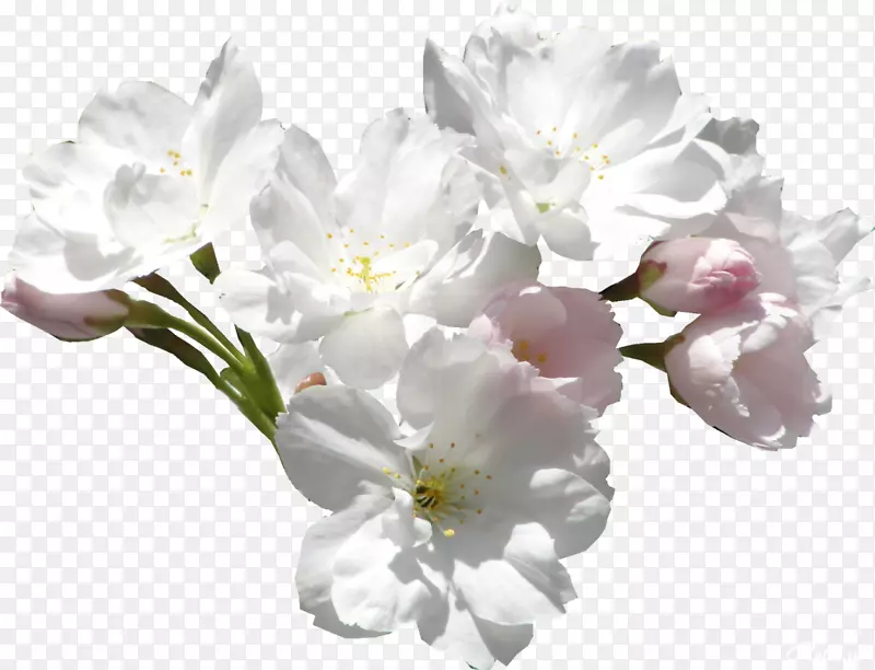 花白色紫丁香白玫瑰