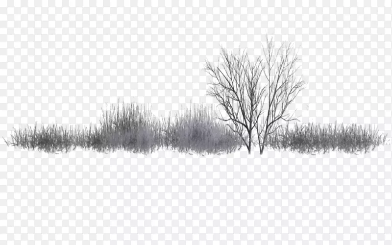 黑杨灌木林景观-冬季