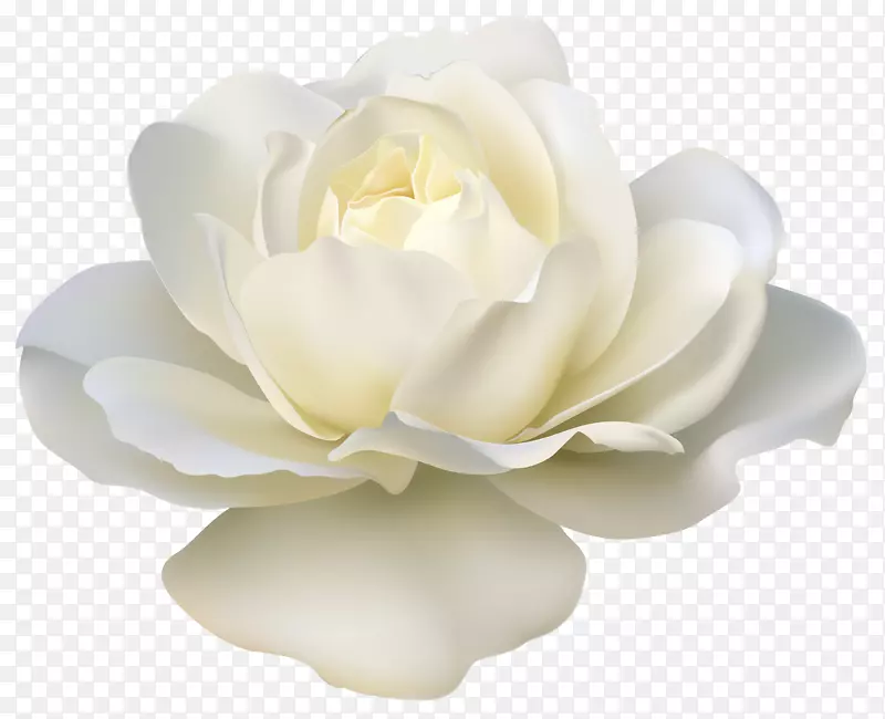 玫瑰花白色剪贴画-白玫瑰