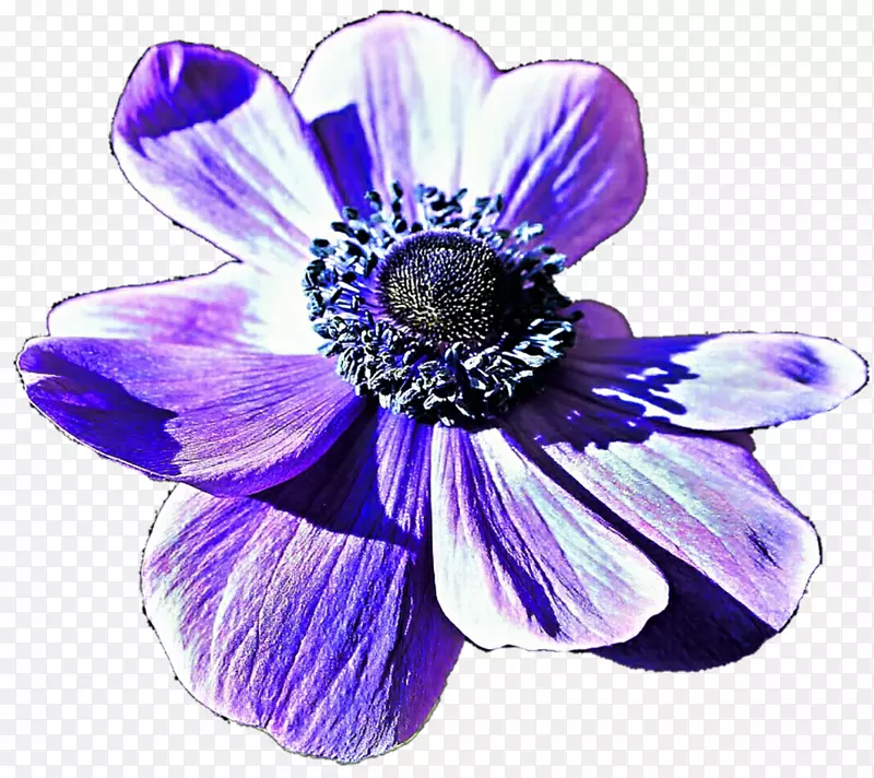 花蓝紫丁香海葵