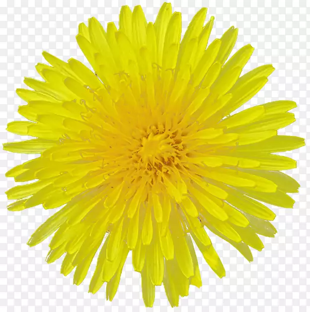 普通向日葵黄色切花桌面壁纸蒲公英