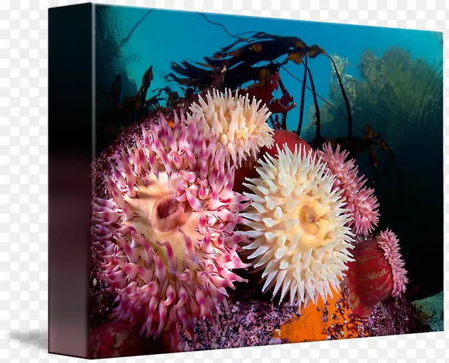 珊瑚礁海洋生物海葵无脊椎动物海葵