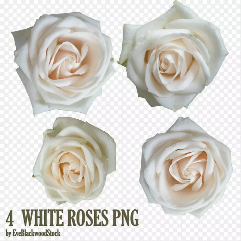 花园玫瑰，安卓白玫瑰-白玫瑰