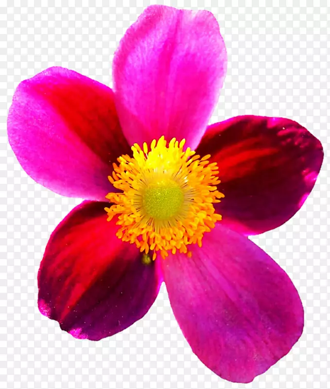 花品红花瓣一年生植物紫罗兰-海葵酮