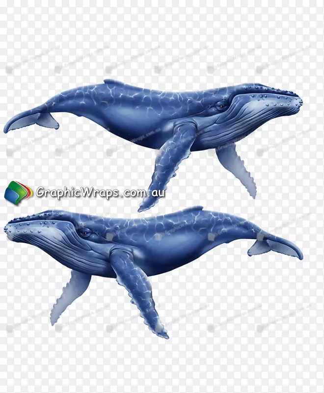 普通宽吻海豚粗齿海豚图库溪白海豚鲸