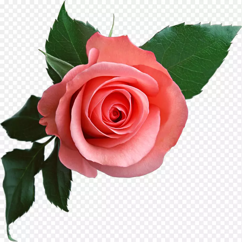 玫瑰下载剪贴画-粉红色