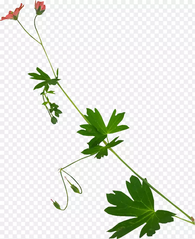 天竺葵花计算机图标.水彩植物