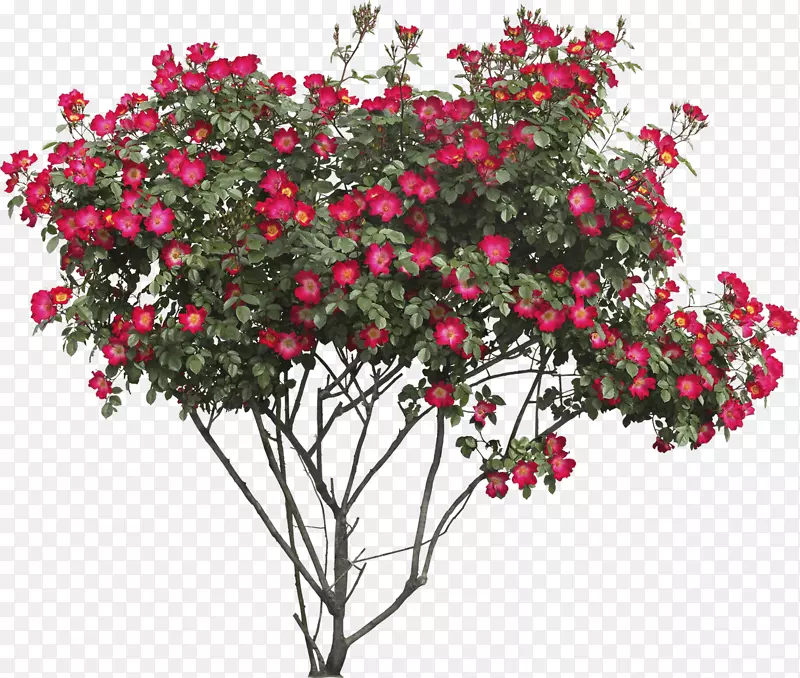 乔木灌木剪贴画-红花