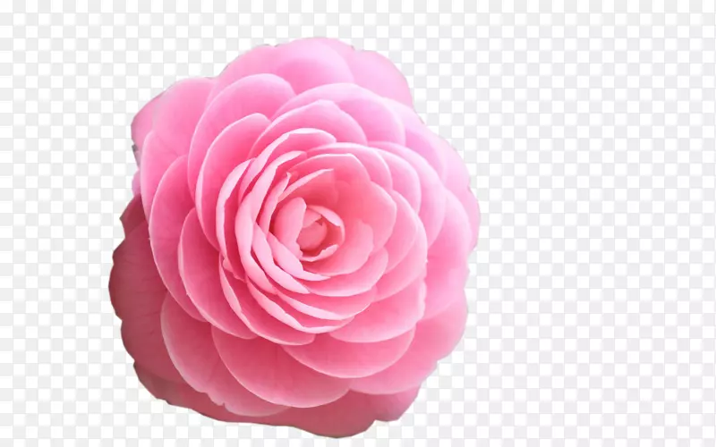 玫瑰花桌面壁纸粉色高清电视-粉红色玫瑰