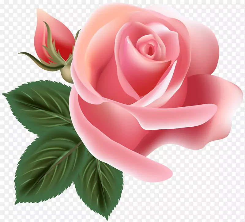 向心叶玫瑰，蔷薇花，粉红色玫瑰