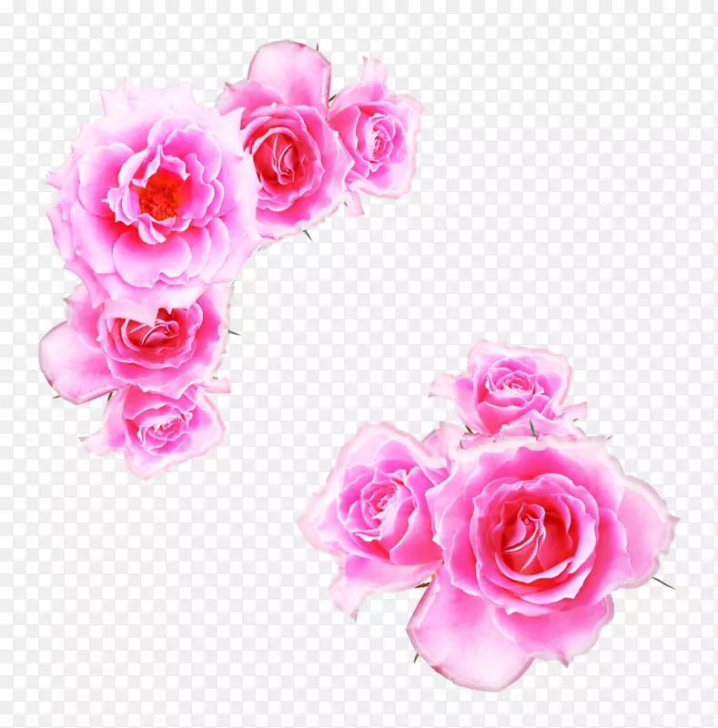 德里玫瑰水精油制造-粉红色玫瑰