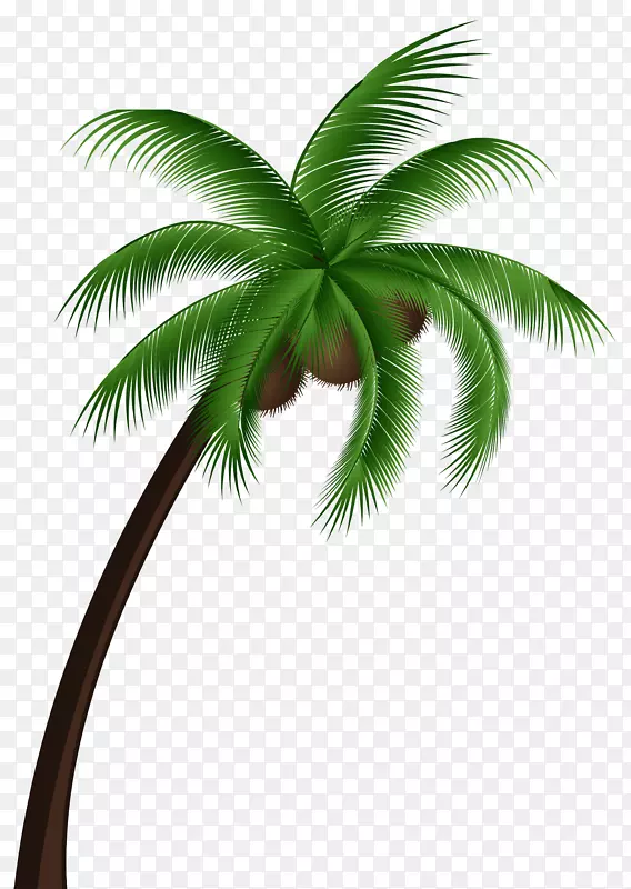 椰子树-槟榔科植物剪贴画-椰子树