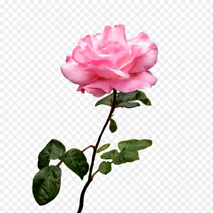 玫瑰花桌面壁纸夹艺术-粉红色玫瑰