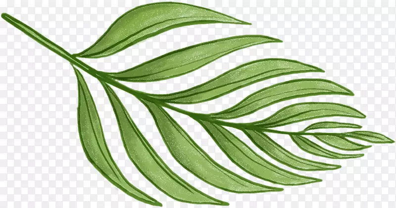 巴恩斯利蕨类植物-热带叶