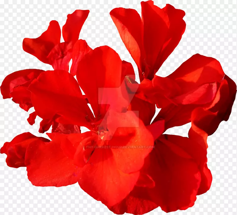 红色植物木乃伊-红花