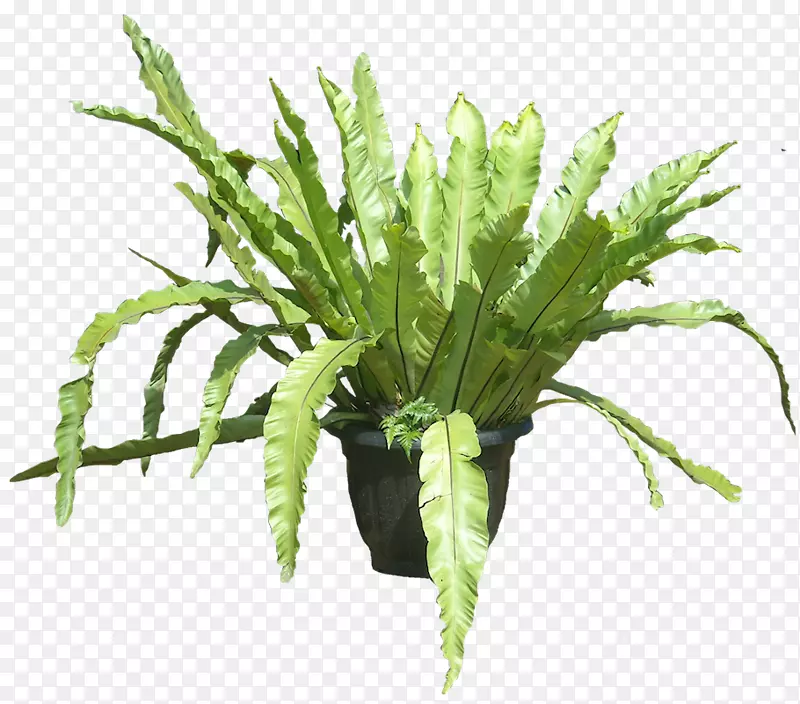 黑杨植物蕨类植物-热带叶