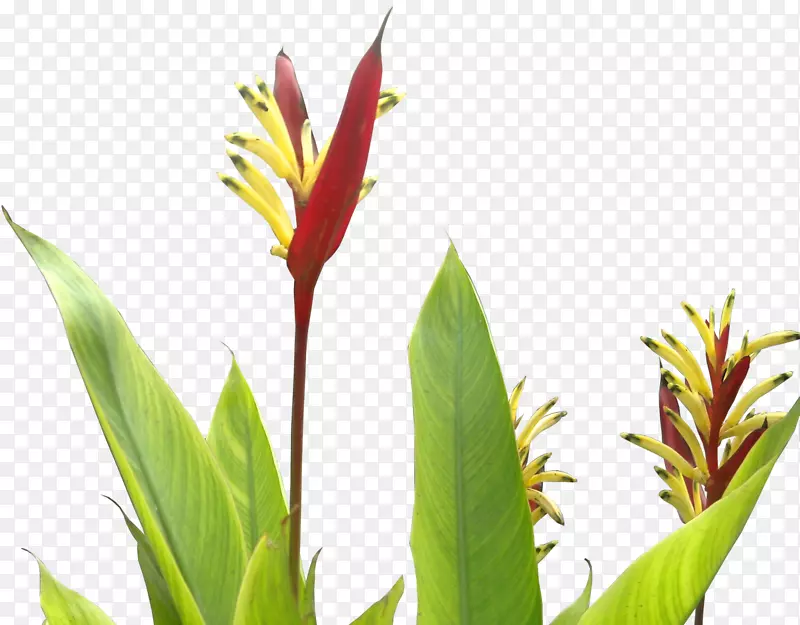 花龙那肉质植物树-热带叶