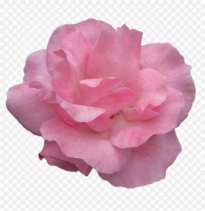 玫瑰粉色花朵剪贴画-粉红色玫瑰