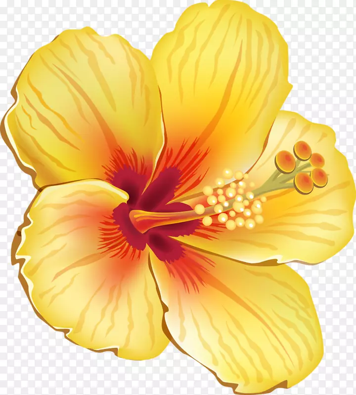 夏威夷木槿花剪贴画-热带花