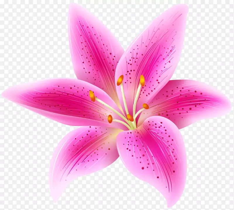 虎百合‘星眼’粉色花夹艺术-粉红色花