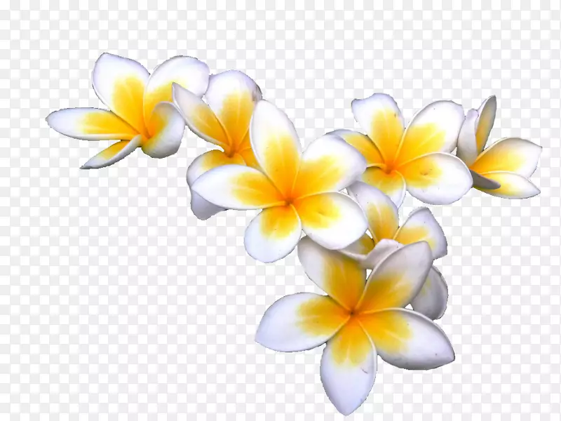 朗吉帕尼展解析度下载夹艺术-热带花卉