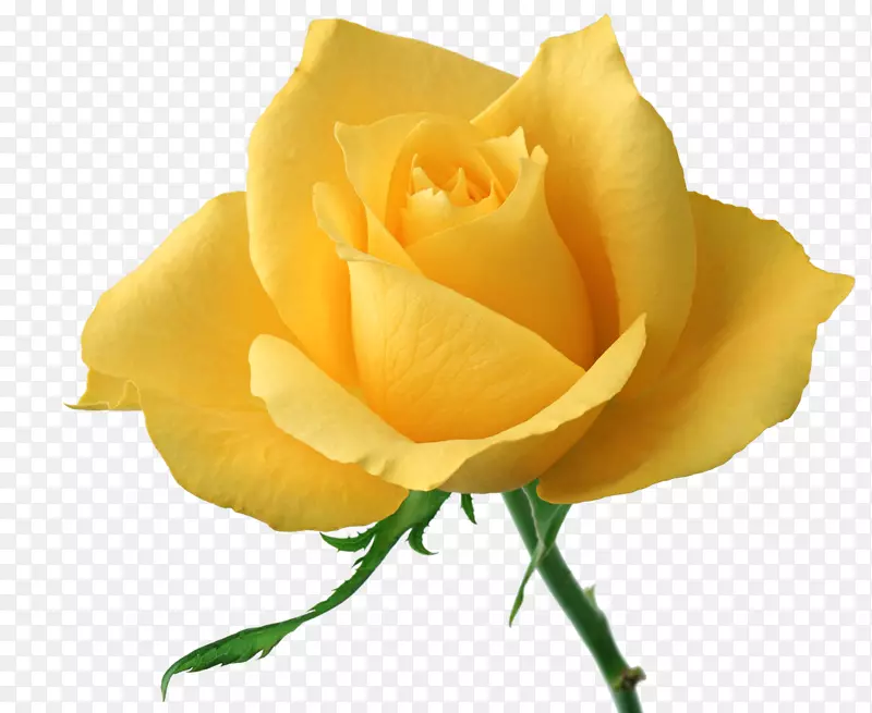 花玫瑰黄色摄影剪贴画-黄玫瑰