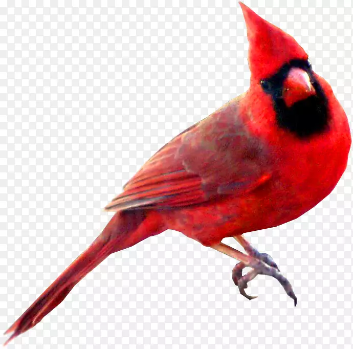 鸟圣北红衣主教燕子符号水彩画动物