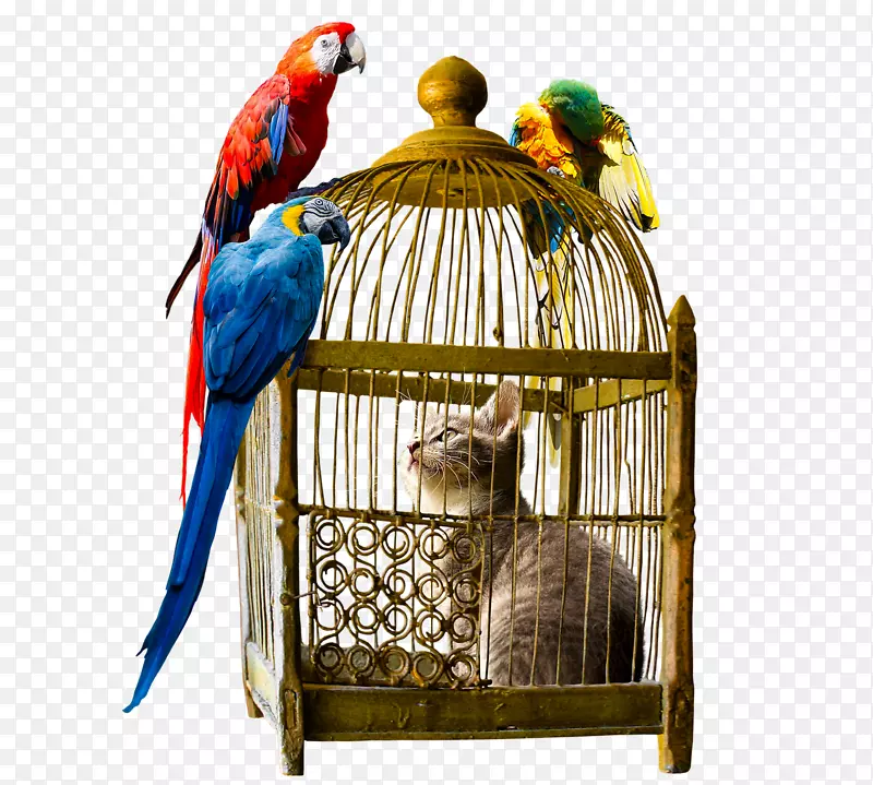 鹦鹉，鸟笼，金刚鹦鹉-鸟笼
