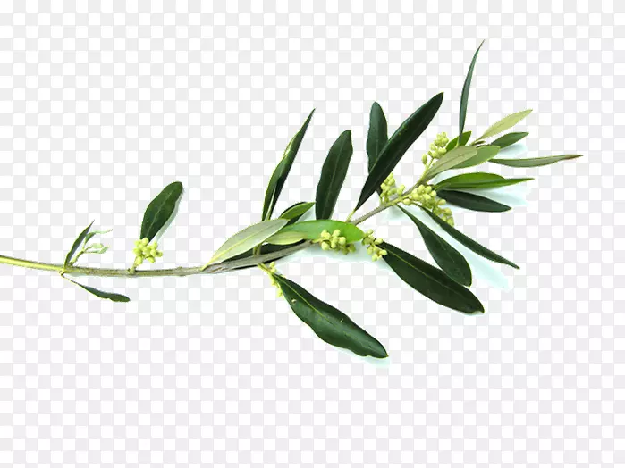 橄榄枝插花艺术-橄榄枝