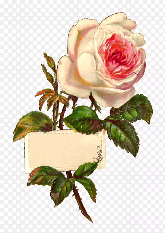 玫瑰白色剪贴画-白玫瑰