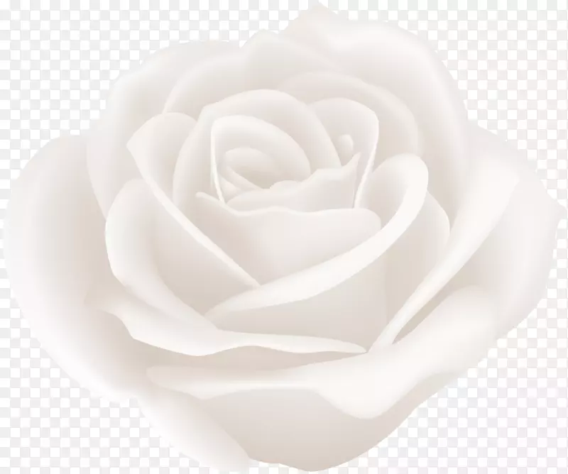 仙人掌切花花园玫瑰-白玫瑰