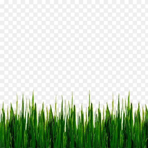 纯种摄影草坪免费绿草
