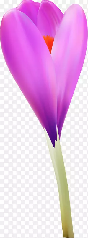 开花植物紫丁香薰衣草-番红花