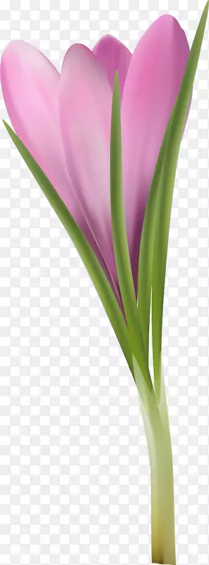 开花植物紫丁香紫罗兰-番红花