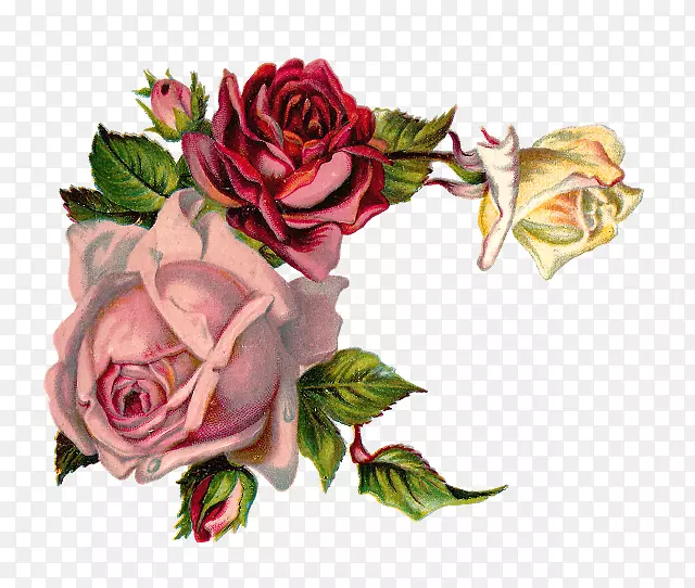 玫瑰花粉红色花卉设计剪贴画-植物学