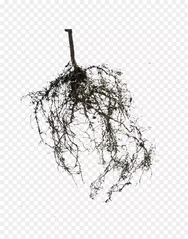 树根摄影植物组织培养-根
