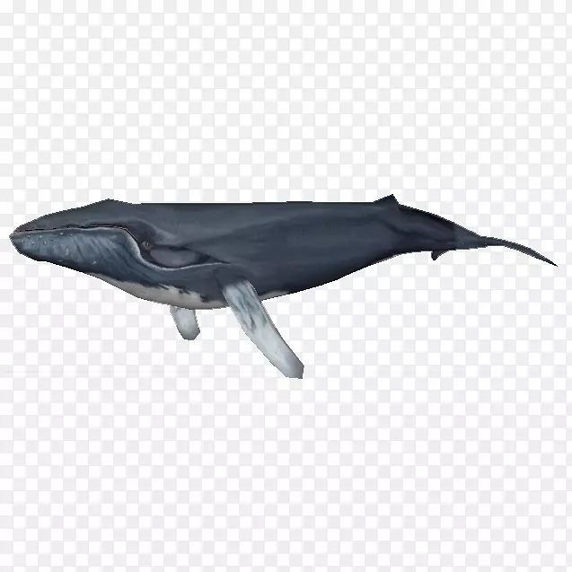 动物园大亨2只普通宽吻海豚图库溪海豚鲸鱼