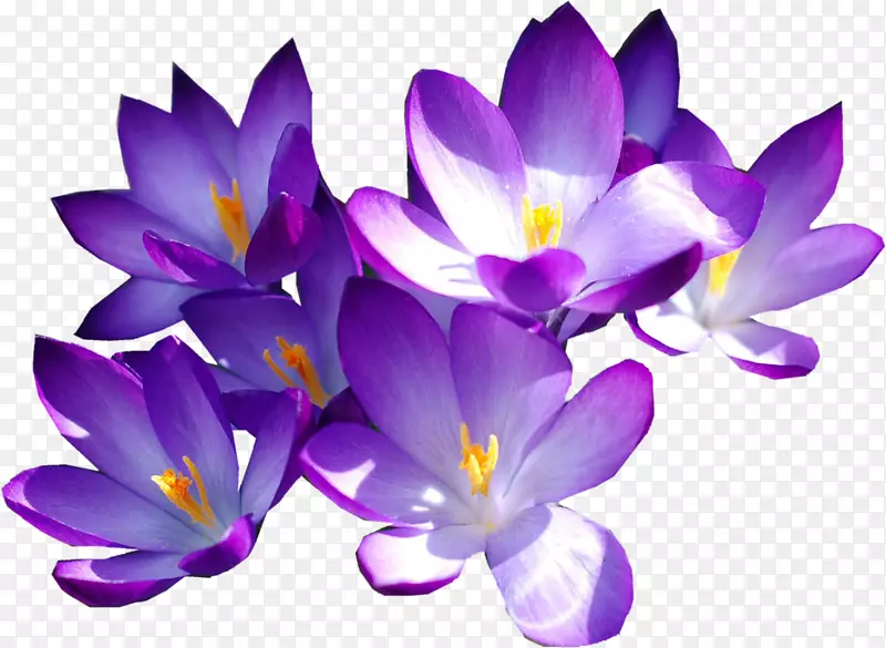 花秋番红花紫色藏红花-番红花