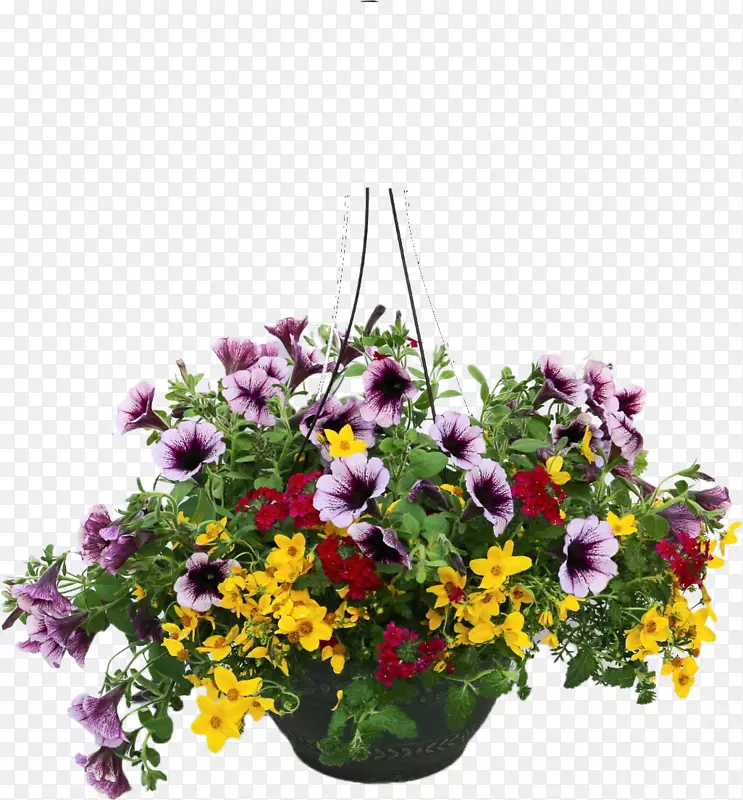花卉设计年度植物花卉整齐的城镇花卉花盆