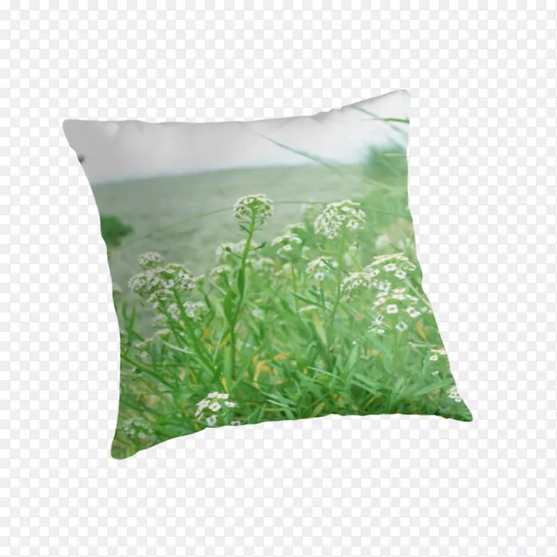 抛枕头垫植物-绿色植物