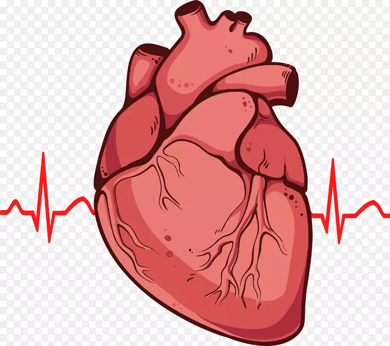人体心脏解剖图剪贴画