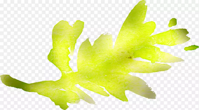 叶植物茎桌面壁纸黄色水彩花