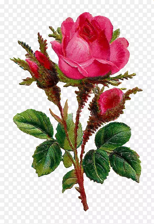 玫瑰花夹艺术-植物学