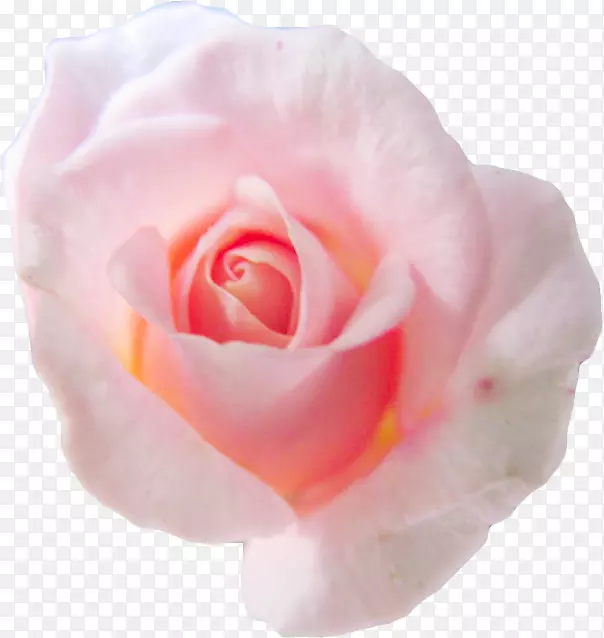 昆虫夏草玫瑰花粉红色花瓣花园玫瑰-粉红色背景