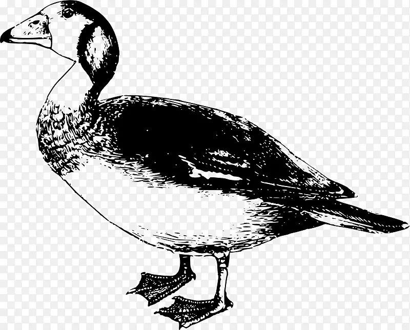 非洲鹅鸟鸭夹艺术-鹅
