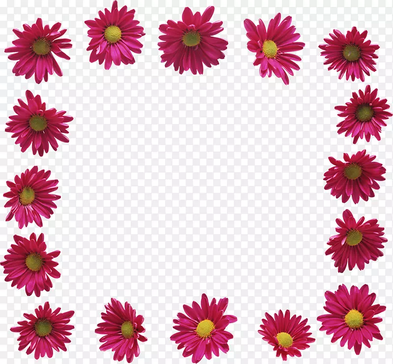 花卉画框花园玫瑰摄影剪贴画-菊花